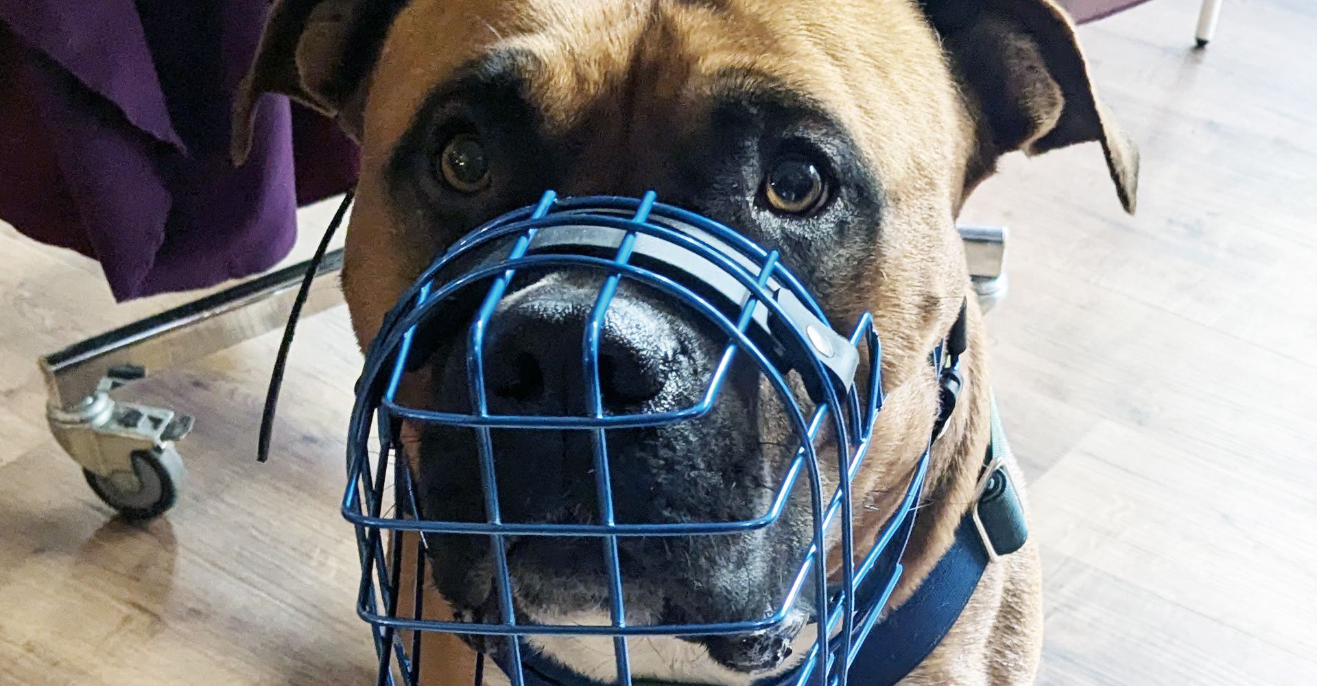 Pudelwohl & Mopsfidel – alles Gute rund ums Tier: Maulkörbe, Futter, Pflegeprodukte, Zubehör, Spielzeug und vieles mehr im Fachgeschäft für Hunde & Katzen in Weimar / Thüringen.